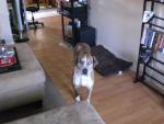 128 - Rosy.jpg